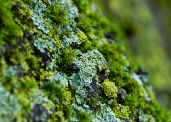 Using lichens diversity to track the effects of climate change: can we do this at a global scale?